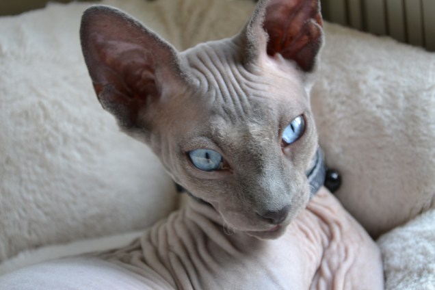 Miscellanious 7-7-2014 157