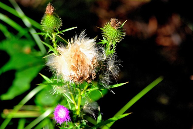 Sunrise and Kruse park 8-17-16 036