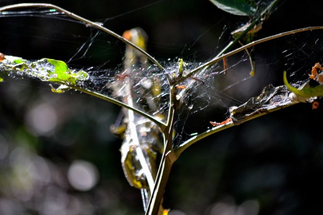 Sunrise and Kruse park 8-17-16 058